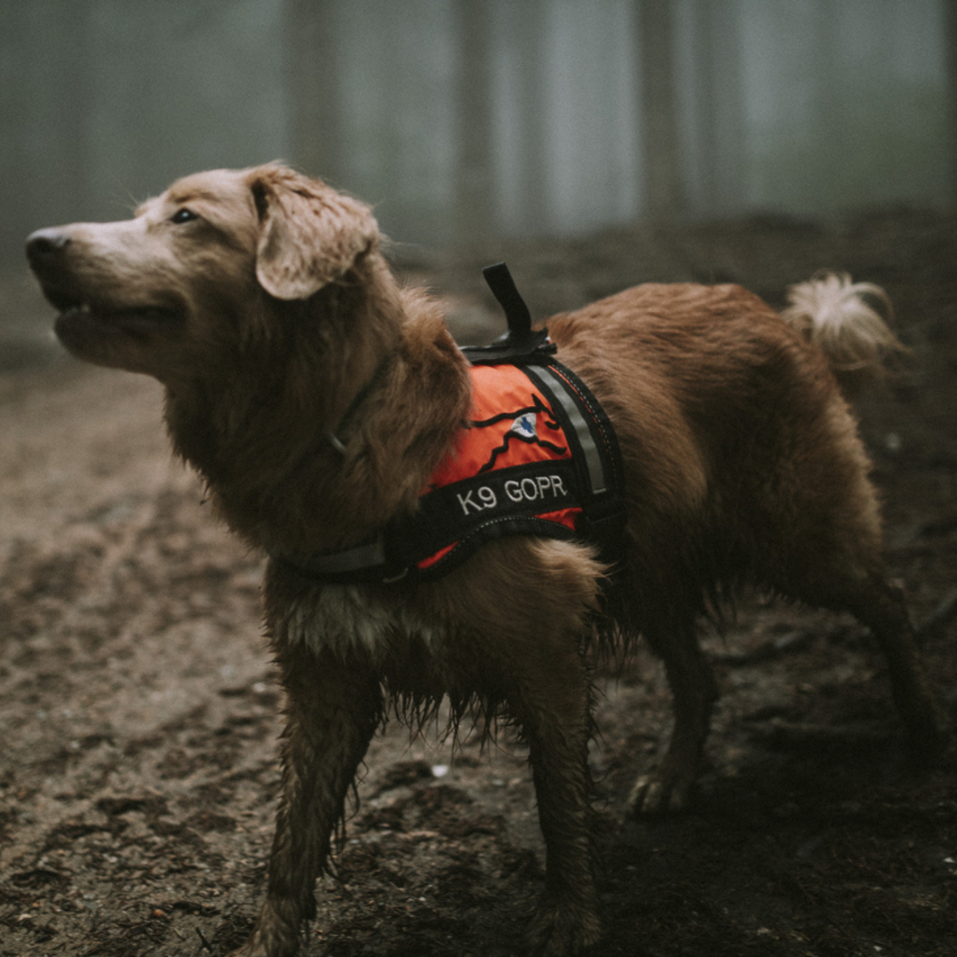 Odwiedź Maxi Zoo w Galerii Rumia i kup bransoletkę przyjaźni 